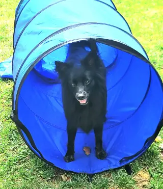 Pogo