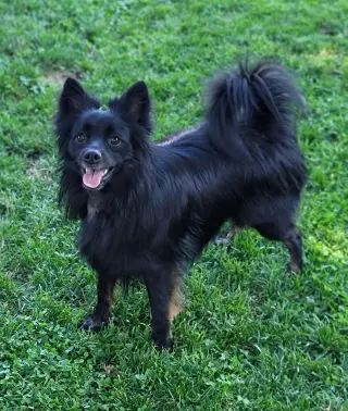 Pogo
