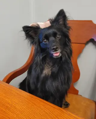 Pogo