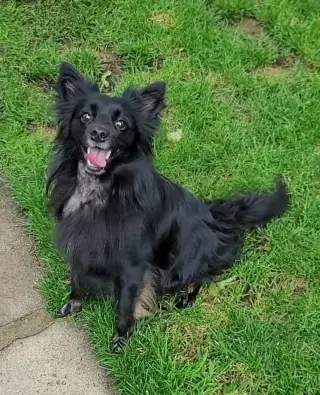 Pogo