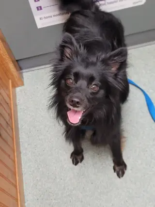 Pogo