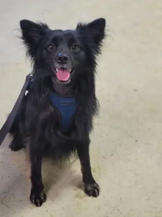 Pogo