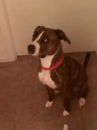 Luna B