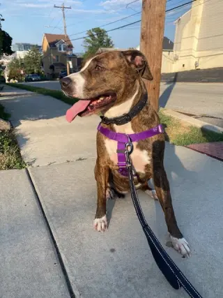 Luna B