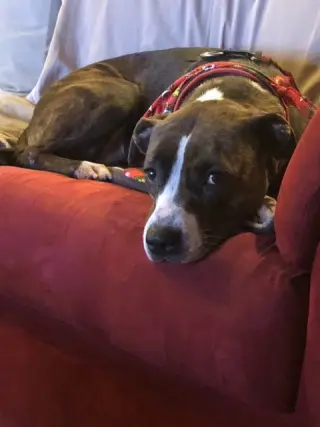 Luna B