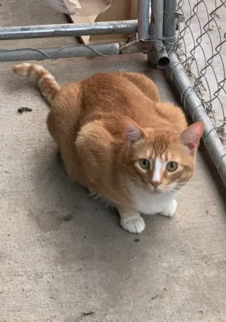 Willy