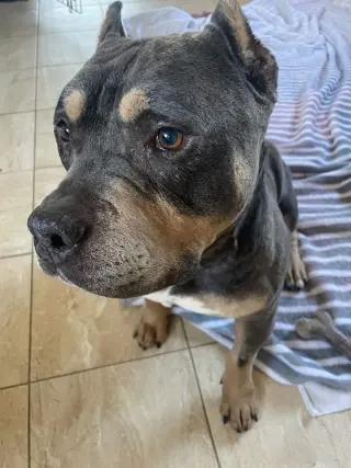 Brownie