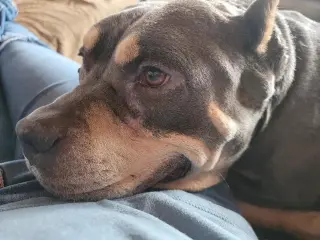 Brownie