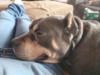 Brownie