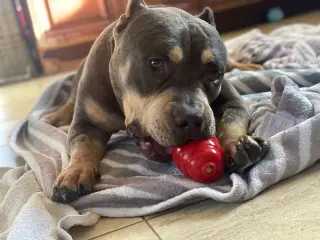 Brownie