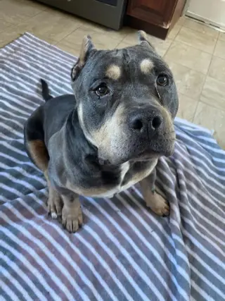 Brownie