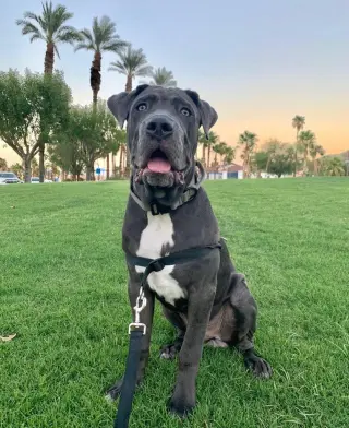 Leo