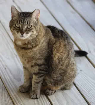 Katie