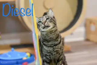 Diesel