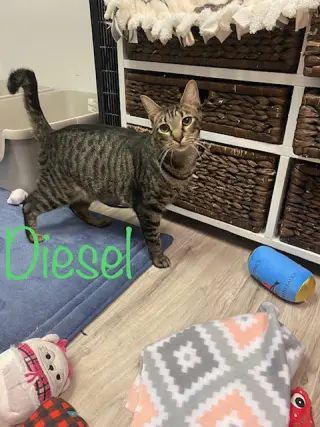 Diesel