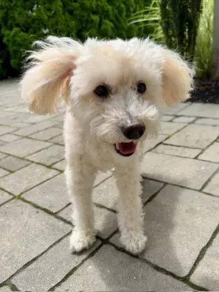Benny - Loving Senior