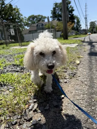 Benny - Loving Senior
