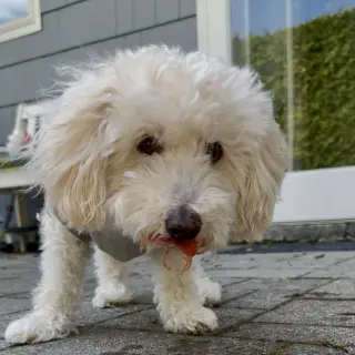 Benny - Loving Senior