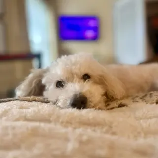 Benny - Loving Senior