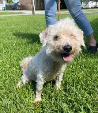 Benny - Loving Senior