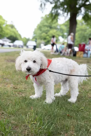 Benny - Loving Senior