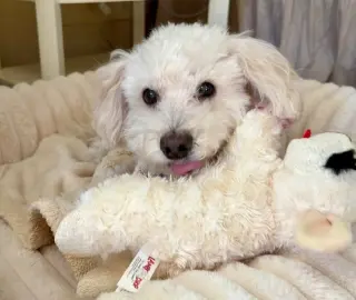 Benny - Loving Senior