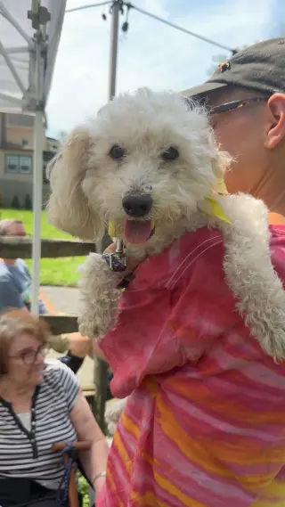 Benny - Loving Senior