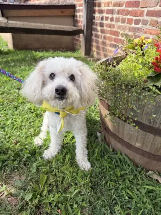 Benny - Loving Senior