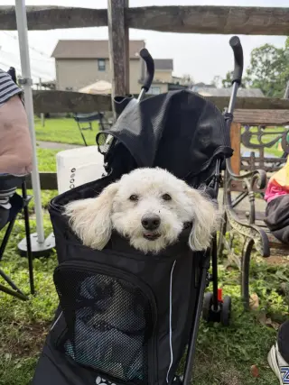 Benny - Loving Senior