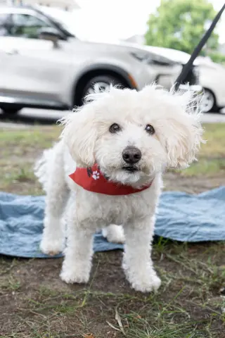 Benny - Loving Senior