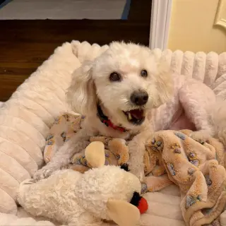 Benny - Loving Senior