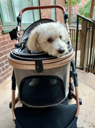 Benny - Loving Senior