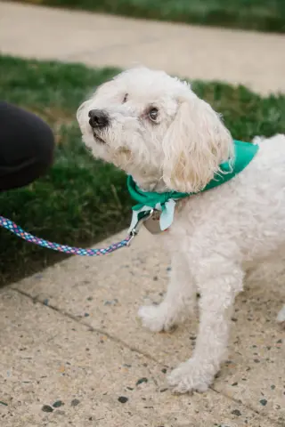 Benny - Loving Senior