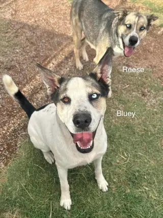 Bluey