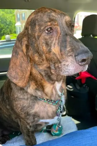 TIGER aka REESE - ADOPTION PENDING!