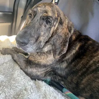 TIGER aka REESE - ADOPTION PENDING!