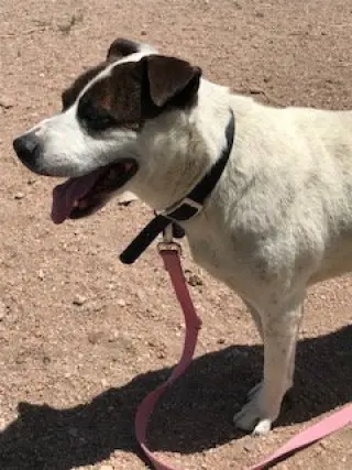 Rocky heeler