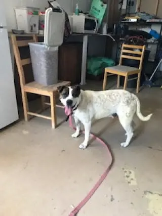 Rocky heeler