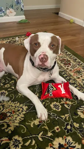 Samson