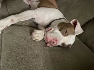Samson