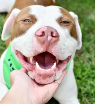 Samson