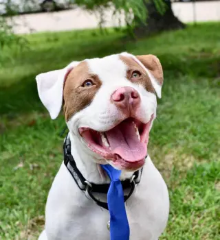Samson
