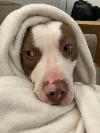Samson