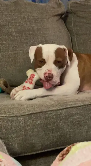 Samson
