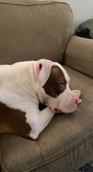 Samson