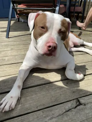 Samson