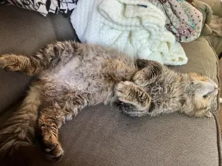 Walter the Wizard