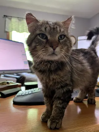 Walter the Wizard