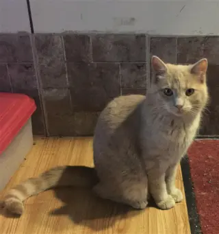 Butters