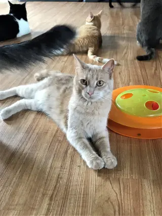 Butters